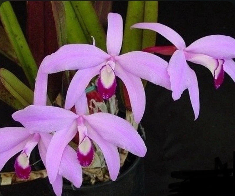 Cattleya orchid plant with light purple and magenta flowers in a pot