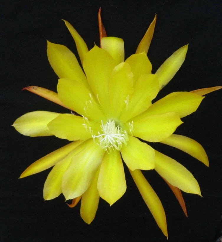 Yellow orchid cactus flower with many pointed petals and white center stamens