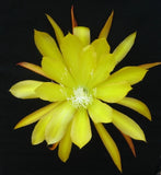 Epiphyllum, Orchid Cactus, " SONOMA SUNSHINE ", Don's Quart pots MAR/4 Orchids