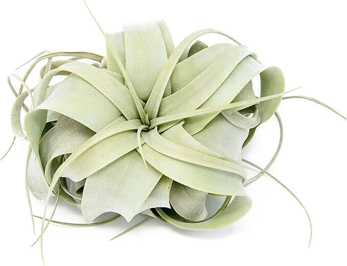 Large Tillandsia Xerographica Air Plants 5Ð7" - Easy Indoor Outdoor Home Decor Green Plant