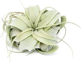 Large Tillandsia Xerographica Air Plants 5Ð7" - Easy Indoor Outdoor Home Decor Green Plant