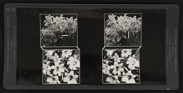 Framed lily photo collage with four black-and-white panels