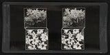 Photo:Upper - gold-banded lilies; Lower - lillies in full bloom Lily