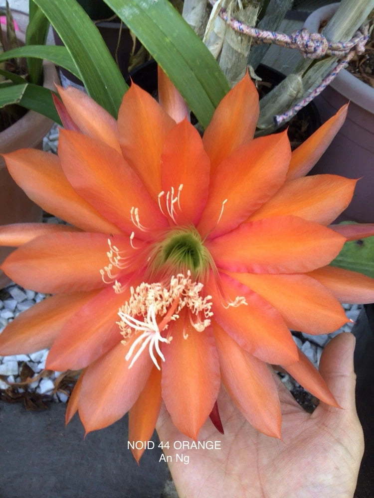 Orange Epiphyllum orchid cutting with large star-shaped flower and pale stamens