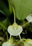 Masdevallia floribunda (white) Orchids
