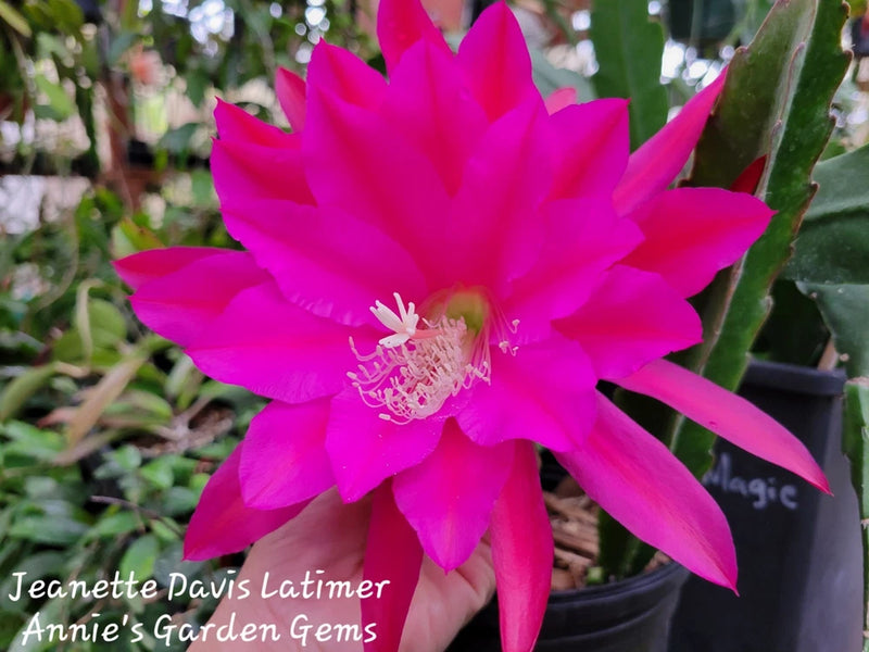 Unrooted orchid cutting with bright pink flower and green cactus-like stem