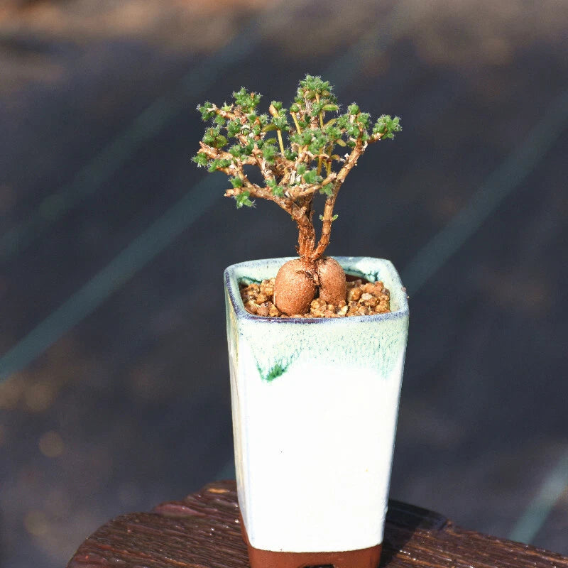 $18.99 Garden Plants