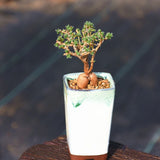 $18.99 Garden Plants