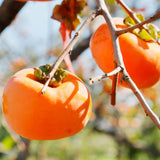 Live Persimmon Plant Ð Quart Pot Ð Hardy & Well-Rooted for Garden or Patio Garden Plants
