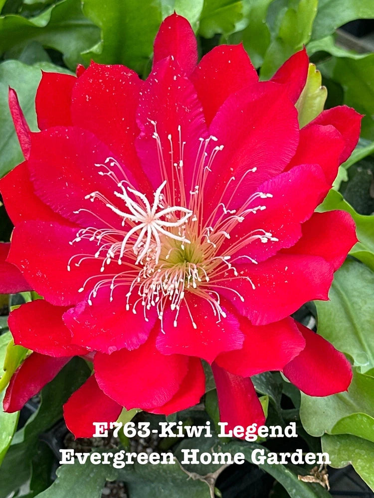 Orchid cactus plant with bright red bloom and white stamens in 4-inch starter pot