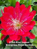 Rooted Epiphyllum Orchid Cactus ÒKiwi LegendÓ Growing In 4Ó Starter pot. Orchids
