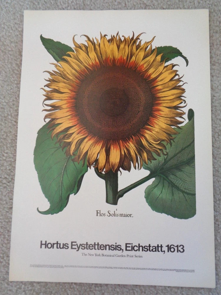 Sunflower art poster with large yellow blossom and green leaves, botanical text