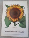Basilius Besler Sunflower Art Poster New York Botanical Garden Yellow Flower Sunflower