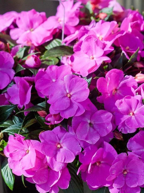 Impatiens Magnum live plant plug with bright pink-purple flowers and green leaves