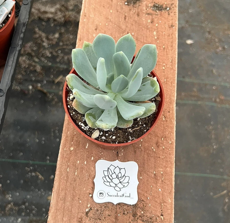 Potted succulent with pale blue rosette leaves in a red-rim terracotta pot