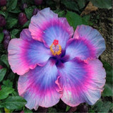 20 SEEDS Blue Pink Purple HIBISCUS flower exotic garden/house plant USA Seller Garden Plants
