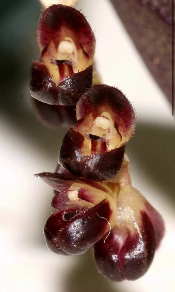 Mexican Miniature - Trichosalpinx memor Orchids