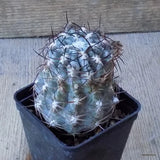 D6330 ACANTHOCALYCIUM GLAUCUM pot7-H8,5-W7 cm MaMa Cactus Green Plant