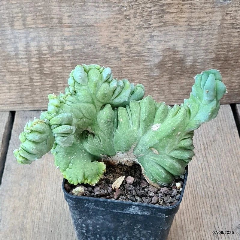 D5750 MYRTILLOCACTUS GEOMETRIZANS CRESTED pot8-H10-W15 cm MaMa Cactus Green Plant