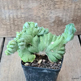 D5750 MYRTILLOCACTUS GEOMETRIZANS CRESTED pot8-H10-W15 cm MaMa Cactus Green Plant