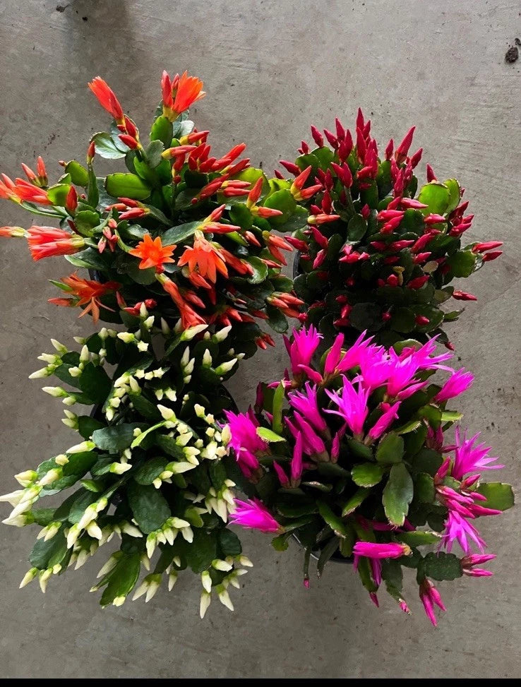 Live Christmas cactus plant with red, orange, pink, and green blossoms