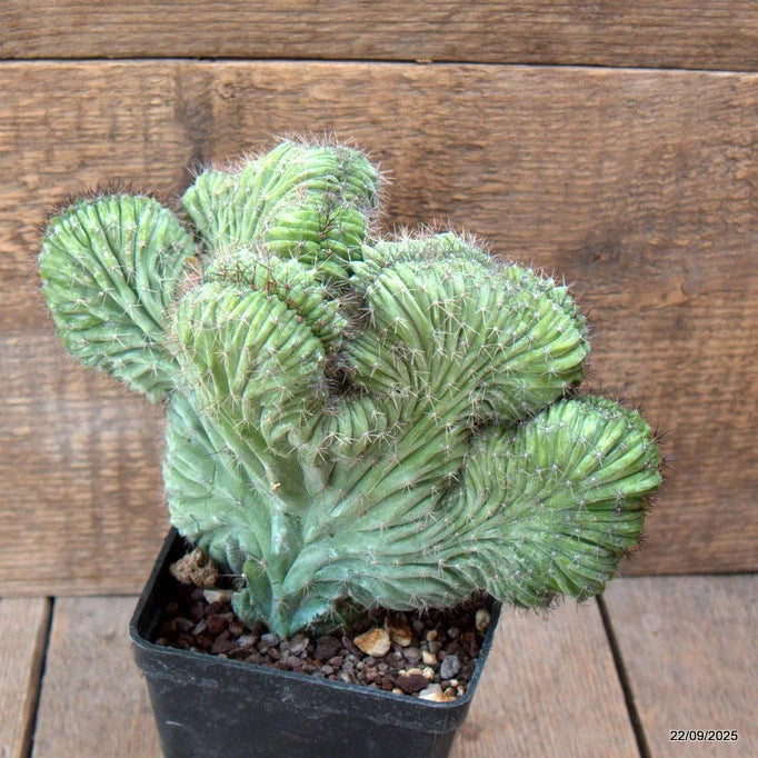 D6544 POLASKIA CHICHIPE CRESTED pot10-H16-W21 cm MaMa Cactus Green Plant