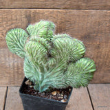 D6544 POLASKIA CHICHIPE CRESTED pot10-H16-W21 cm MaMa Cactus Green Plant