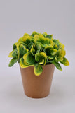 Variegated Peperomia Obtusifolia Marble Rubber Plant In Terra Cotta Pot Garden Green Plant