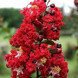 Crape Myrtle Tree 2 Bare-root Flowering Plants