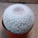 D7607 MAMMILLARIA CANDIDA pot10-H7-W10 cm MaMa Cactus Green Plant