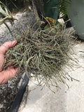 Tillandsia Recurvata Clump Moss Ball Orchids