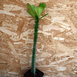 D4579 EUPHORBIA DESMONDI pot12-H50-W4 cm MaMa Cactus Green Plant