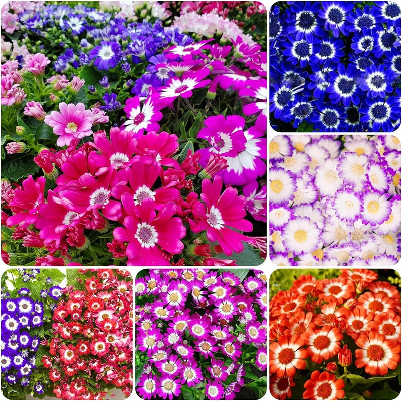 1000+ Perennial Mix Cineraria Flower Seeds for Planting Outdoor-Attracts Flowering Plants