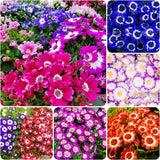1000+ Perennial Mix Cineraria Flower Seeds for Planting Outdoor-Attracts Flowering Plants