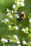 20 CALAMINT Lesser Calamintha Nepeta Officinalis Herb White - Lilac Flower Seeds Flowering Plants