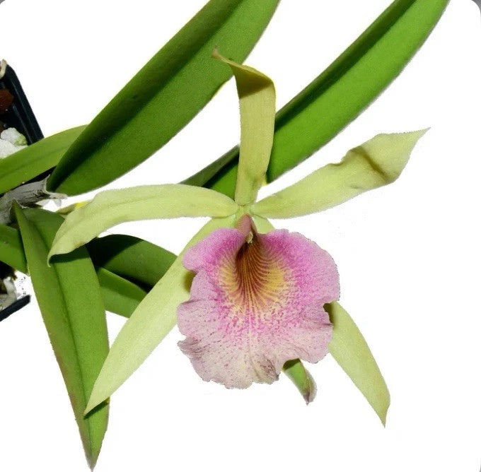 Pink and light orchid flower with green leaves and stems