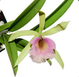 Bc Felicia (Bc. Saint Andre X C. dowiana) Pink Ivory Green Fragrant Orchid 4Ó Pt Orchids