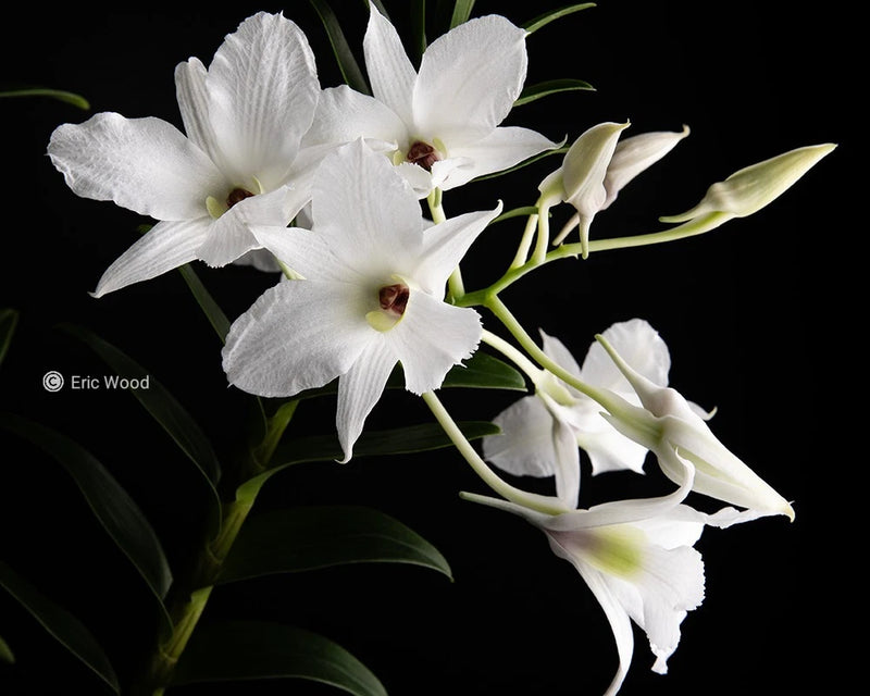 White orchid flowers with green stems and buds
