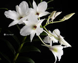Dendrobium sanderae var luzonicum x sib Orchids