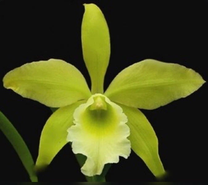 Green and white orchid flower with ruffled center and two broad leaves