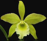 Rlc Everything Nice ÔShowtimeÕ Green White Fragrant Mericlone Orchid 4Ó Pot Orchids