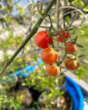 Florida Everglades Organic Tomato Seeds 30+ Non GMO Garden 25 Garden Plants