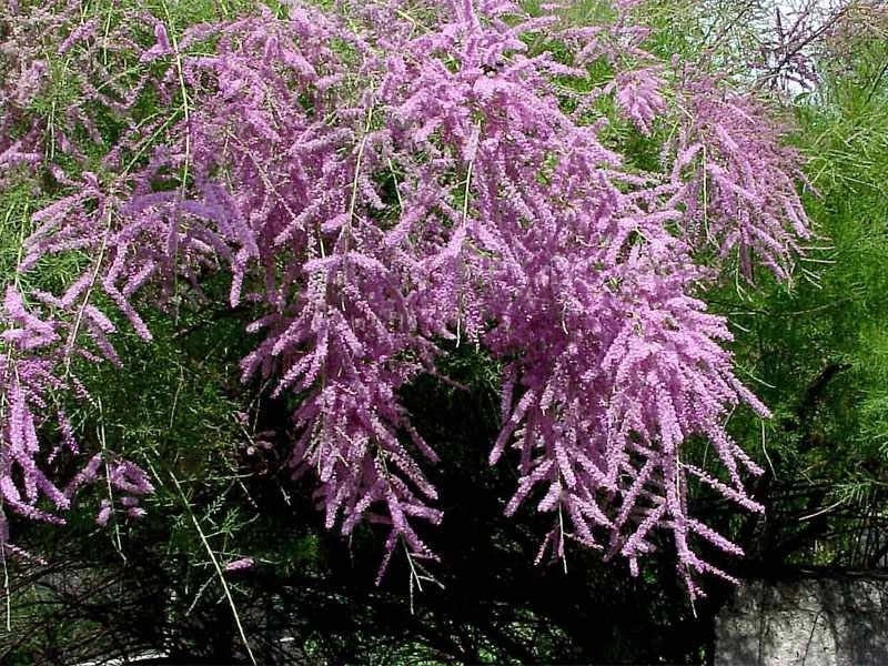 Tamarix Ramosissima .5 (Half) Gram Seeds, Salt Cedar Hardy Tamarisk Shrub / Tree Flowering Plants