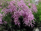 Tamarix Ramosissima .5 (Half) Gram Seeds, Salt Cedar Hardy Tamarisk Shrub / Tree Flowering Plants