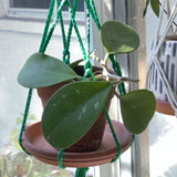 Hoya Obovata Live Plant Orchids