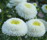 ASTER POMPON WHITE Callistephus Chinensis - 100 Bulk Seeds Garden Plants