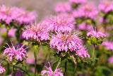20 Dwarf PINK BEE BALM Monarda Bradburiana Eastern Beebalm Herb Flower Seeds Flowering Plants