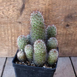 D5403 MAMMILLARIA UNCINATA pot10-H14-W11 cm MaMa Cactus Green Plant
