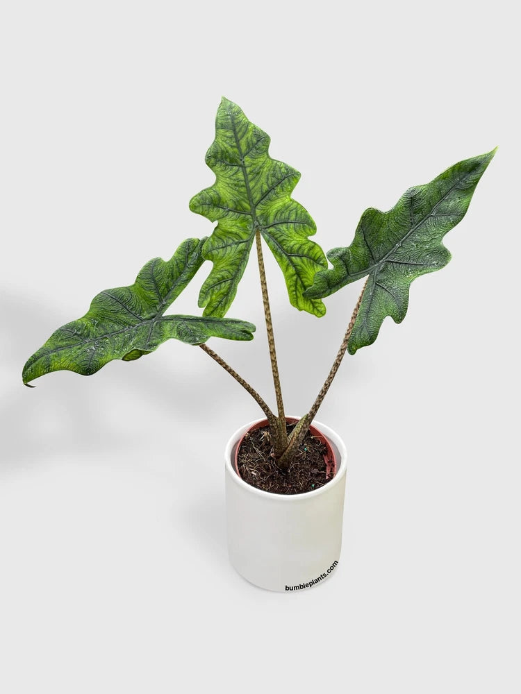 Live Alocasia plant with green, veined leaves in white ceramic pot