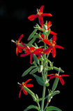 20 ROYAL RED CATCHFLY Hummingbird & Endangered Native Flower Silene Regia Seeds Flowering Plants
